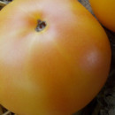 SEMINTE ROSII - T 962 GOLDEN QUEEN USDA STRAIN