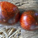 SEMINTE ROSII - T 968 POMME D´OR DE SAINT-JEAN-DE-BEAUREGARD - Img 2