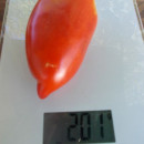 SEMINTE ROSII - T 982 PEPPER GIANT - Img 2