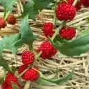 SEMINTE SPANAC STRAWBERRY - CHENOPODIUM FOLIOSUM - BLITUM VIRGATUM - D 16 - Img 4