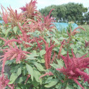 SEMINTE AMARANT - D 191 RIO SAN LORENZO II - Amaranthus hypochondriacus - Img 5