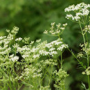 SEMINTE ANASON ( Pimpinella anisum ) - D 173 - Img 3