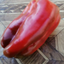 SEMINTE ARDEI - A 26 LAMUYO PAPRIKA