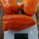 SEMINTE ARDEI - A 39 ORANZHEVYY PAPRIKA - Img 3