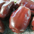 SEMINTE ARDEI - A 73 CHOCOLATE EMERALD GIANT - Img 7