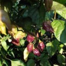 SEMINTE ARDEI IUTE - AI 44 PIMENTA MORANGA X TRINIDAD SCORPION - NEIZOLAT - Img 2