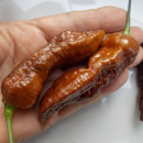 SEMINTE ARDEI IUTE - AI 99 SAY S X BHUT PHENO 2 CHOCO - NEIZOLAT - Img 3