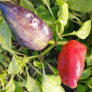 SEMINTE ARDEI VIOLET - A 71 LILAC BELL - Img 5