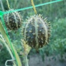 SEMINTE CASTRAVETI - D. 12 CUCUMIS MYRIOCARPUS