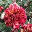 SEMINTE CRAITE - D 197 MARYGOLD FRENCH STRAWBERRY BLONDE