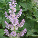 SEMINTE IARBA SFANTULUI IOAN - SALVIA SCLAREA - D 164 - Img 5
