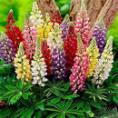 SEMINTE LUPIN - D 167- Lupinus Arboreus Lutea