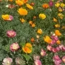 SEMINTE MAC CALIFORNIAN - ESCHSCHOLZIA CALIFORNICA - MIX - D 143 - Img 6