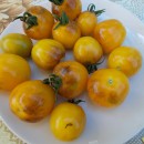 SEMINTE ROSII CHERRY - T. 04 ANTHO WEISE II