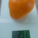 SEMINTE ROSII INIMA DE BOU - T 1121 OXHEART ORANGE - Img 2