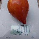 SEMINTE ROSII INIMA DE BOU - T 699 MAREK S POINTY HEART - Img 3