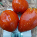 SEMINTE ROSII INIMA DE BOU - T 705 AUNT SWARLO S POLISH PLUM - Img 7