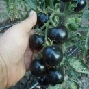 SEMINTE ROSII NEGRE - T. 151 INDIGO ROSE - Img 3