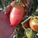 SEMINTE ROSII - T 1059 RASPBERRY TOMATO PEPPER - Img 7