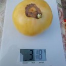 SEMINTE ROSII - T. 277 WHITE BEEFSTEAK - Img 3