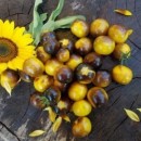 SEMINTE ROSII - T.294 GOLD BERRYES
