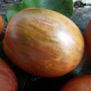SEMINTE ROSII - T 634 GREIL DWARF