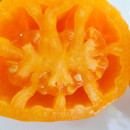 SEMINTE ROSII - T 651 - TULIP ORANGE - Img 7