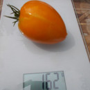 SEMINTE ROSII - T 773 ANDINE CORNUE ORANGE - Img 3