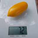 SEMINTE ROSII - T 824 GOLDFISH - ZOLOTAYA RYBKA - Img 2