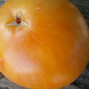 SEMINTE ROSII - T 936 DIXIE GOLDEN GIANT