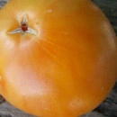 SEMINTE ROSII - T 936 DIXIE GOLDEN GIANT