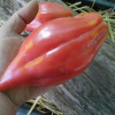 SEMINTE ROSII - T 948 TULIP PINK - Img 6