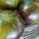 SEMINTE ROSII - T 949 KRYPTONITE