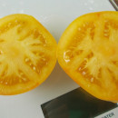 SEMINTE ROSII - T 962 GOLDEN QUEEN USDA STRAIN - Img 3