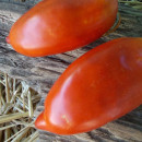SEMINTE ROSII - T 982 PEPPER GIANT - Img 3