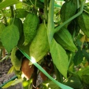 SEMINTE TOMATILLO - D 217 QUEEN OF MALINALCO - Img 2
