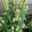 SEMINTE AGASTACHE FOENICULUM ALB - D 30