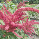SEMINTE AMARANT - D 191 RIO SAN LORENZO II - Amaranthus hypochondriacus - Img 6