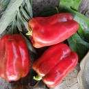 SEMINTE ARDEI - A 35 KRASNYY BYK PAPRIKA