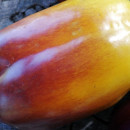 SEMINTE ARDEI - A 86 PURPLE SMUDGE GOLD