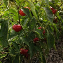 SEMINTE ARDEI IUTE- AI 110 SWEET ÑORA PAPRIKA - Img 2