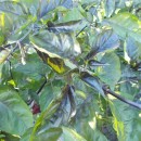 SEMINTE ARDEI IUTE - AI 44 PIMENTA MORANGA X TRINIDAD SCORPION - NEIZOLAT - Img 3