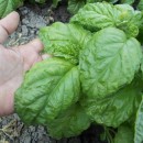 SEMINTE BUSUIOC - D 131 LETTUCE LEAF