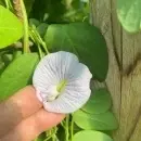 SEMINTE CLITORIA TERNATEA - D 17 - Img 2