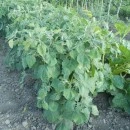 SEMINTE - D. 91 PHYSALIS PERUVIANA - Img 2