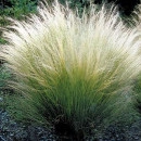 SEMINTE IARBA DECORATIVA - D 159 STIPA TENUISSIMA PONY TAIL
