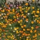 SEMINTE MAC CALIFORNIAN - ESCHSCHOLZIA CALIFORNICA - MIX - D 143 - Img 4