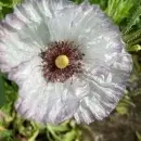 SEMINTE MAC - PAPAVER AMAZING GREY - D 138 - Img 5