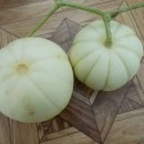 SEMINTE PEPENE GALBEN - D 120 KIKU CHRYSANTHEMUM