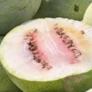 SEMINTE PEPENE VERDE DE IARNA - WATERMELON BOTSWANA FOR WINTER - D 234